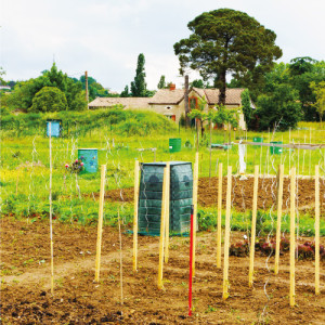 Jardinage sur les parcelles collectives